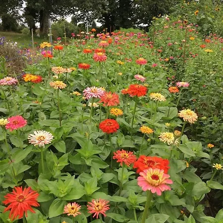 ゲストハウス Fleurs D'esse 3*